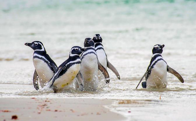 На фото: Магелланов пингвин, или магелланский пингвин. Назван в честь Фернана Магеллана, открывшего места обитания пингвинов.