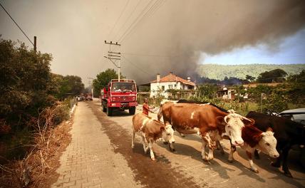 На фото: лесные пожары в Турции