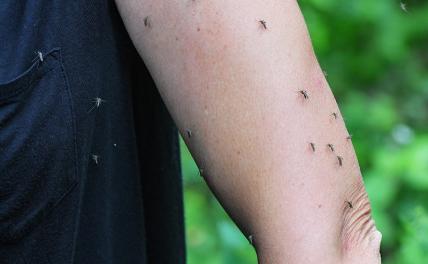 Потому и не кусают: Как выбрать наиболее подходящее средство от комаров