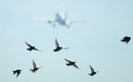 Авиаэксперт пояснил, чем опасно столкновение птиц с самолетом