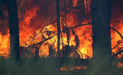 На фото: лесные пожары возникли в результате использования ВСУ зажигательных боеприпасов.