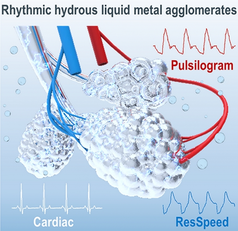 На фото: схема ритмичного водного жидкометаллического вещества в биологических тканях и органах.