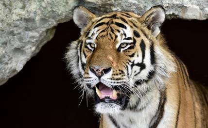 В Китае выросла численность амурских тигров