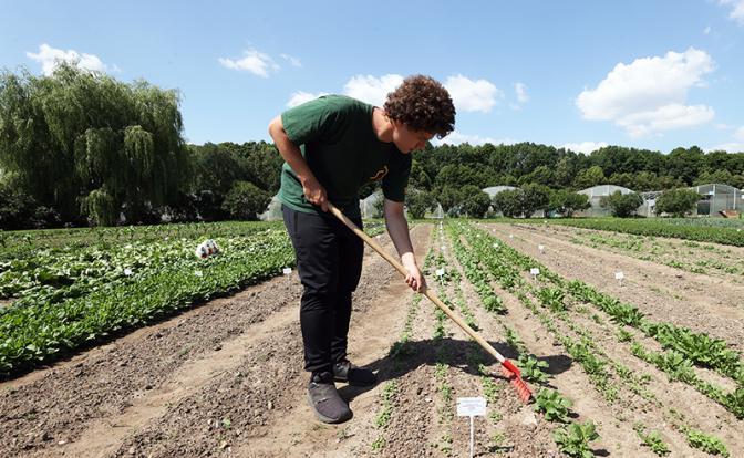 После обвала курса рубля мигрантов на полях предложили заменить студентами