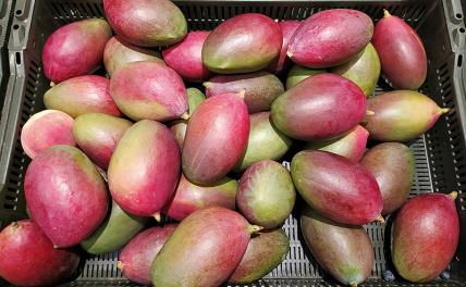Китай запретил ввоз с Тайваня манго