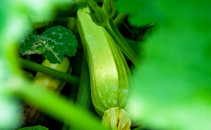 Врач Королёва рассказала о пользе кабачков