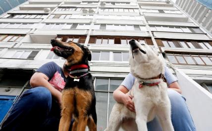 В Подмосковье регистрация домашних собак стала обязательной