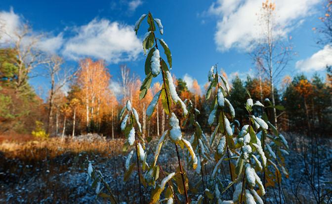 Синоптик Вильфанд: В европейские регионы России пришло предзимье