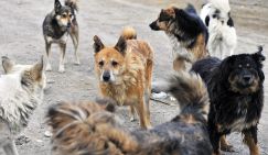 Санитары города: Проблему бездомных псов на улицах решат не чиновники, а волки