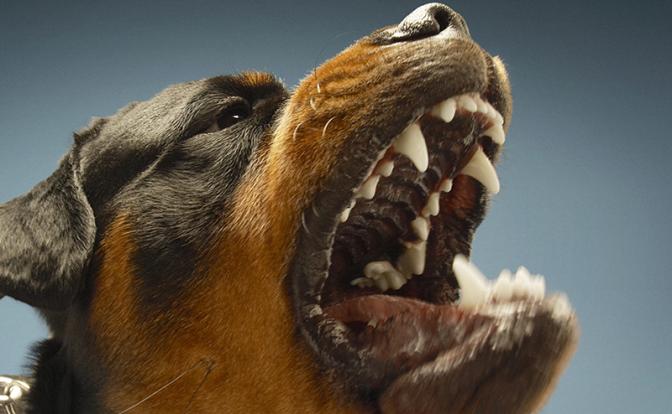 В Подмосковье собака покусала девочку и откусила палец няне