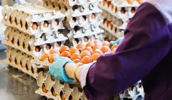 ФАС обратилась к ритейлерам с предложением по ценам на яйца