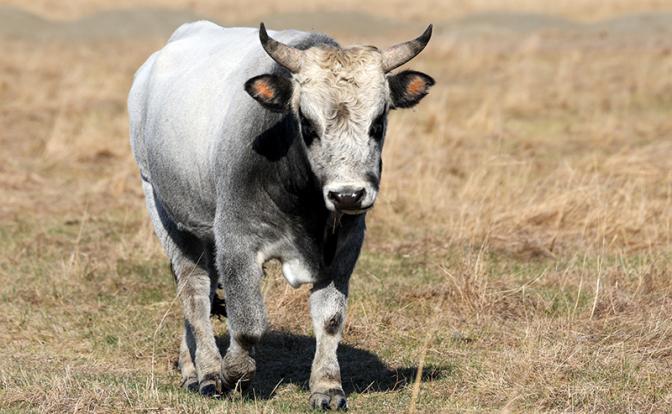 В Орле гаишники устроили «корриду»