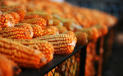 Целебная кукуруза победит малокровие и накормит человечество досыта
