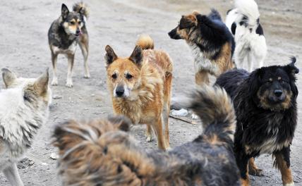 Стаи бездомных собак атакуют россиян