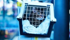 РЖД начнет персонифицировать перевозку животных после инцидента с котом Твиксом
