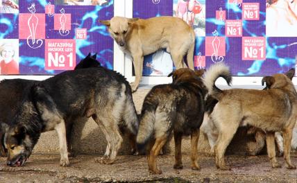 Напасть Крыма: Севастополь, Симеиз, Симферополь атакуют озверевшие псы