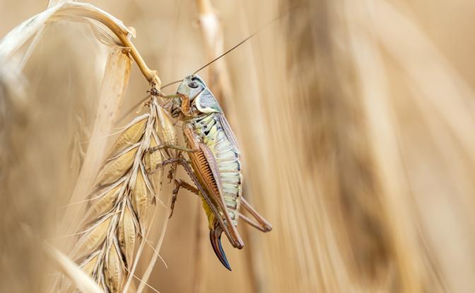 «Очень плохой признак»: названа новая угроза глобальной продовольственной безопасности