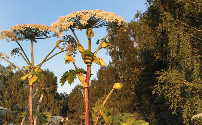 Борьба с борщевиком выходит на новый уровень