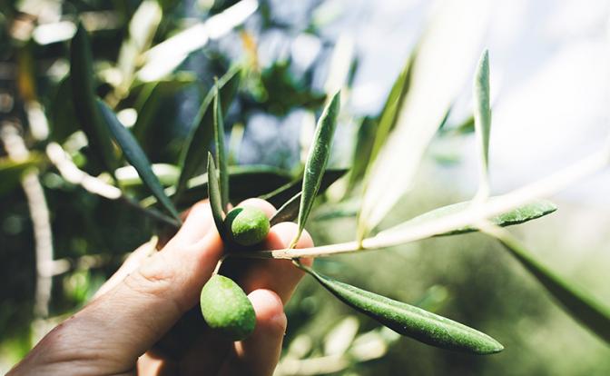 Названы чудодейственные свойства оливы