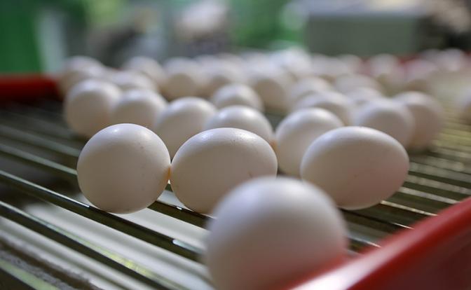 Иран поставит в Россию первую партию куриных яиц