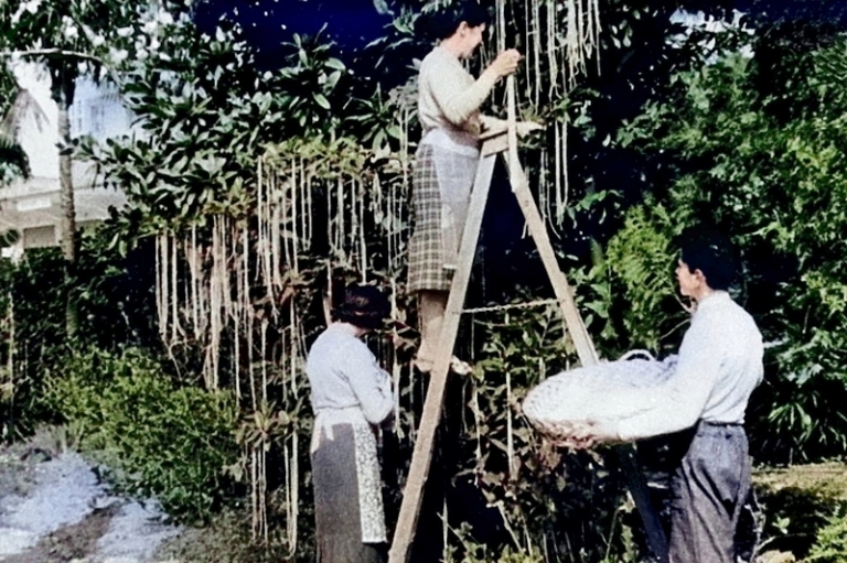 На фото: 1 апреля 1957 года новостная программа BBC «Панорама» завершила выпуск новостей тем, что теперь стало известно как один из величайших первоапрельских трюков всех времен. В трехминутном фрагменте, снятом в Кастаньоле, Тичино, на берегу озера Лугано, телезрители наблюдали, как семья фермеров, выращивающих спагетти, собирает спагетти прямо с деревьев, собирая «исключительно большой» урожай.