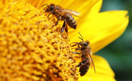 Ученые объяснили, какую роль играют пчелы в жизни человека и что угрожает их популяции