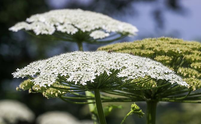 Эксперт назвал простую причину, по которой в России не могут истребить борщевик