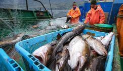 Европа осталась без рыбы из России: ООН попросила русских рыбаков о помощи