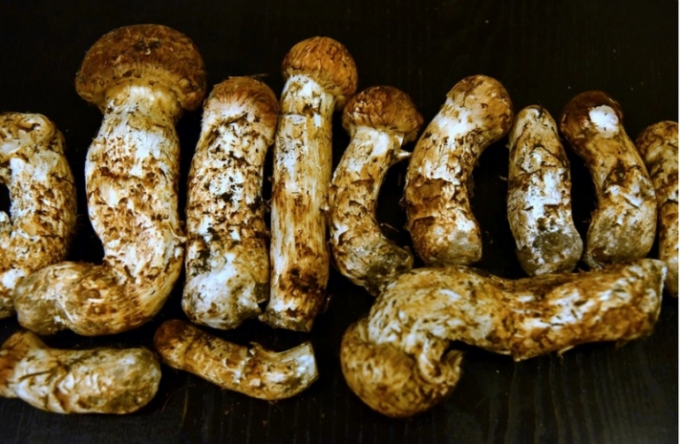 На фото: мацутакэ (tricholoma matsutake)