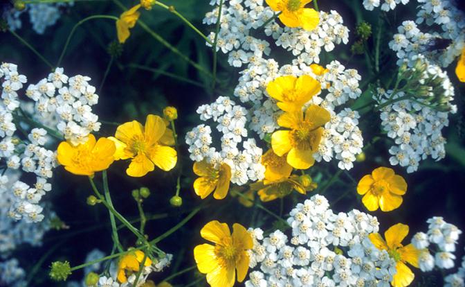 На фото: полевые цветы лютики и тысячелистник.