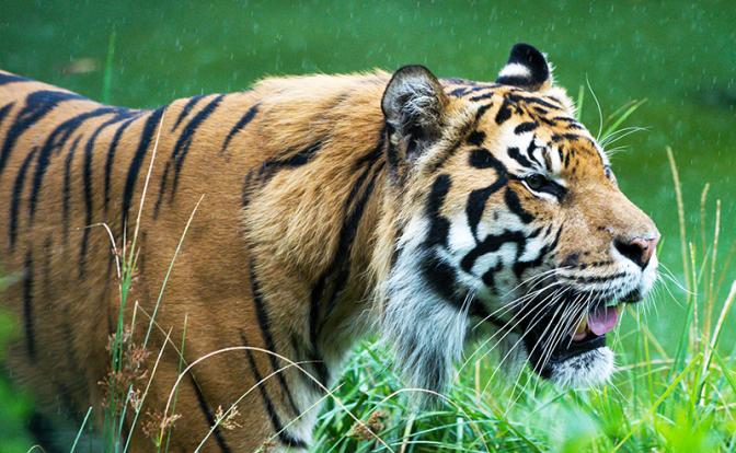 Оглохший из-за петард тигр съел десять человек за два месяца