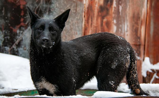 Тревожная статистика: на Урале участились нападения бродячих собак