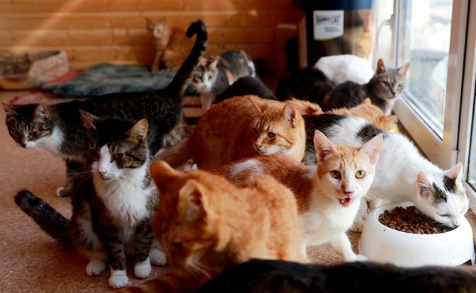 Немецкий ящур оказался страшнее абхазского долгоносика: Whiskas рискует повторить судьбу хамона