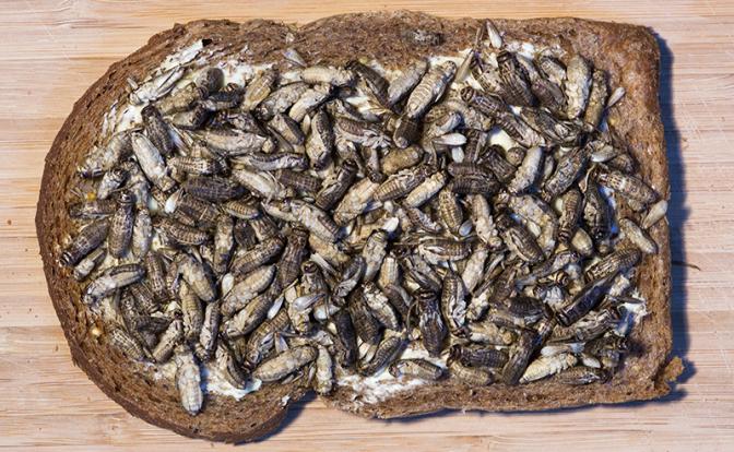 На фото: бутерброд из съедобных насекомых (сверчков).