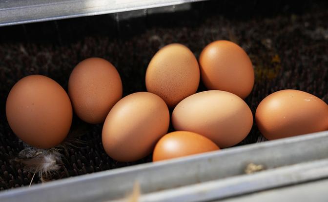 США обратились к Дании и европейским странам с просьбой экспортировать яйца