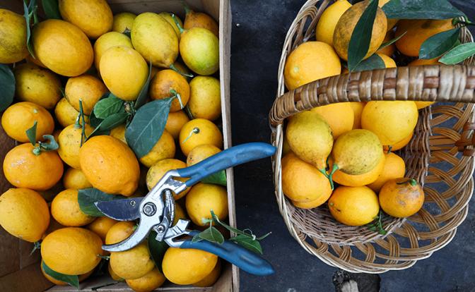 В Турции померзли лимоны. Скоро их к нам из Африки повезут самолетами. 5 лет назад цена взлетела вдвое