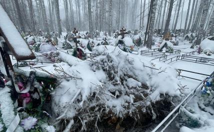 Дерево убило россиянку прямо на кладбище
