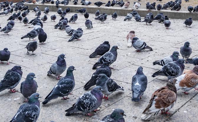 За кормление голубей - 5000 рублей: пермяки сломали запрещающие таблички в городском сквере