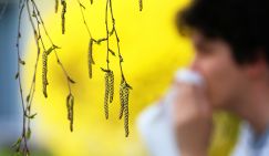 Ужас аллергика: Концентрация пыльцы березы в 1000 раз превысила норму в Москве