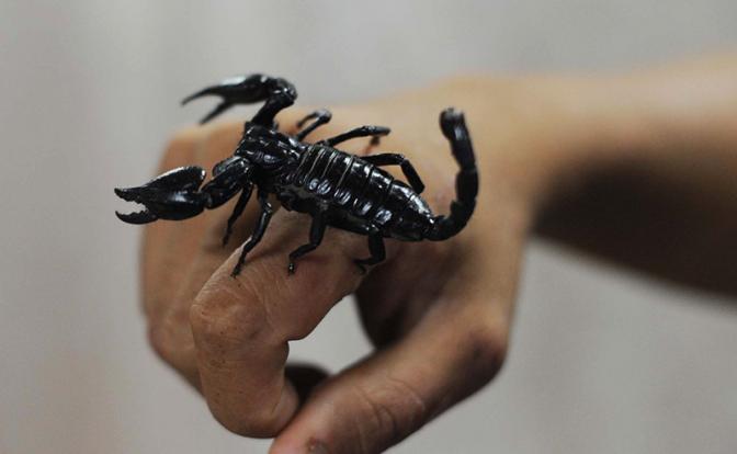 В Петербурге скорпион укусил школьницу