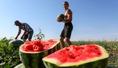 В Москве - египетские ночи, на Кубани жарко даже арбузам