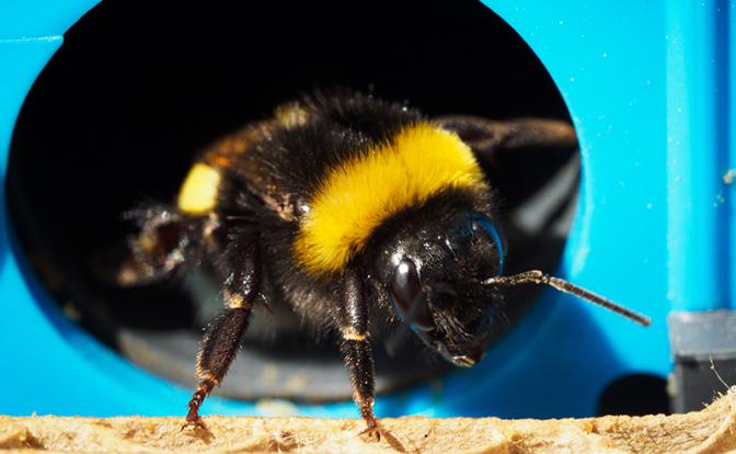 Редкий случай: укус шмеля привел к инфаркту у молодой жительницы Башкирии