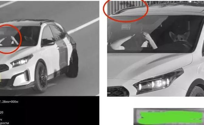 Кадр с корги за рулем автомобиля, опубликованный в соцсетях