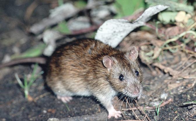 Жуткая экспозиция и запах мертвечины: югорчанин вывешивает трупы крыс под крышей своей дачи