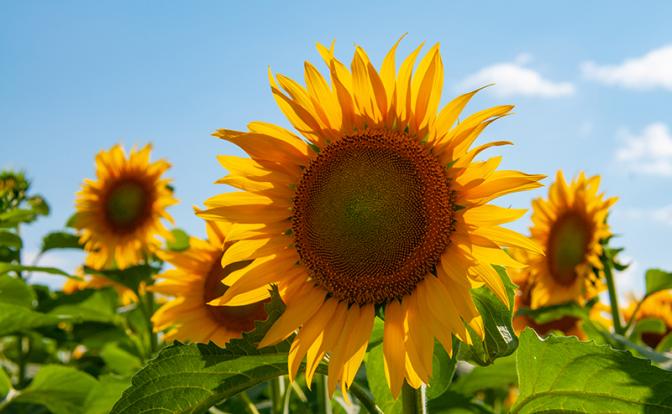 В России призвали ограничить экспорт подсолнечного масла из-за низкого урожая