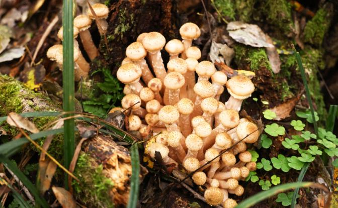 Грибная охота по-новому: в России начали продавать GPS‑метки грибных мест