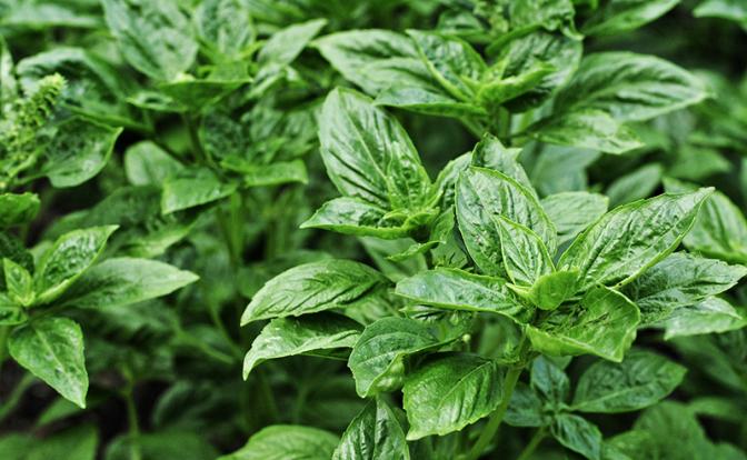 Названо растение, которое поможет мозгу быть долгое время молодым