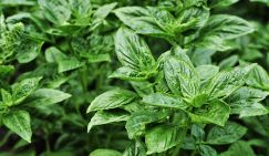 Названо растение, которое поможет мозгу быть долгое время молодым