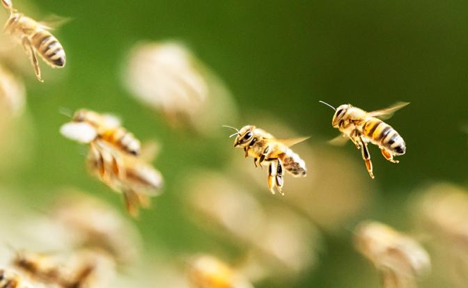 Женщина на авто сбила улей: пчелы до смерти закусали ее и мужчину