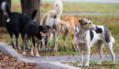 Михаил Делягин: «Собачий закон» открыл путь к «собачьему террору». А кто-то денежки считает